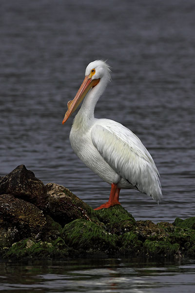 White Pelican © Russ Chantler
